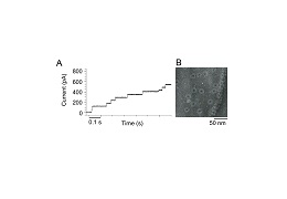 図3 (A)PLBSによるスフィンゴミエリン膜上におけるPly膜孔形成の検出 および (B)Ply膜孔のネガテイブ染色電子顕微鏡像