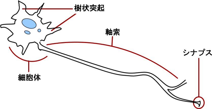 neuron