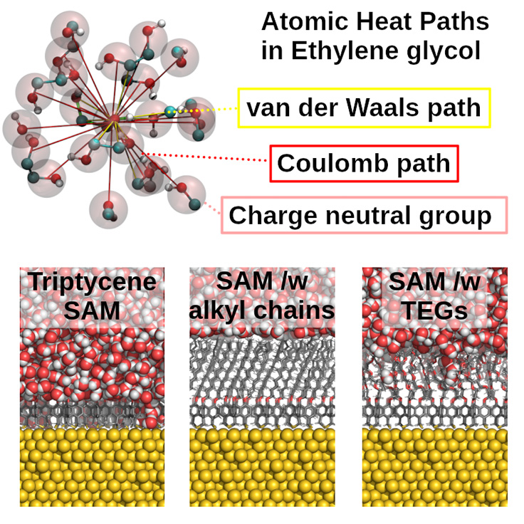 Elucidation and control of the molecular mechanism that determines thermal transport via molecular dynamics simulation
