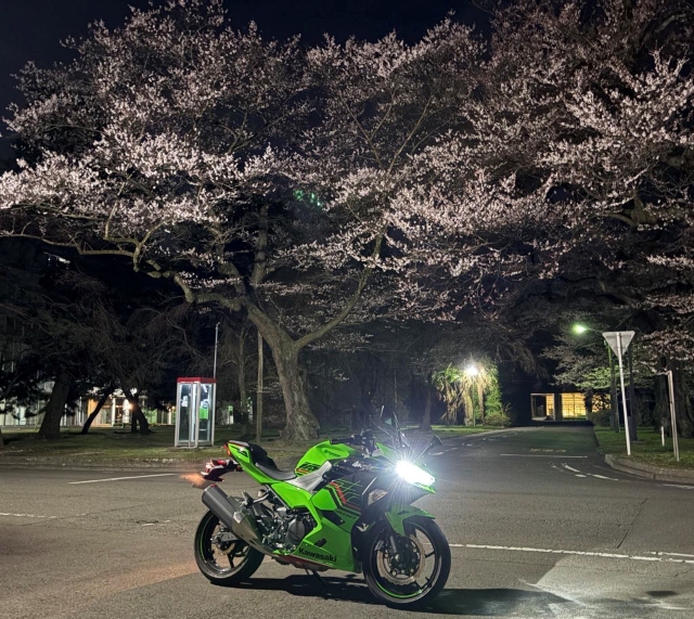 大町西公園花見写真