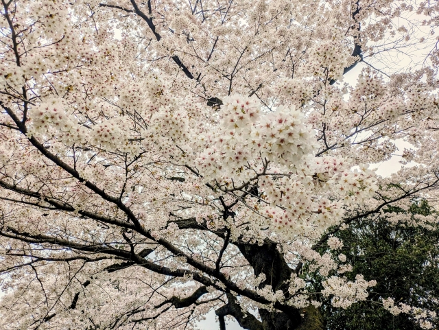 桜