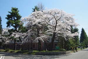Hanami Party
