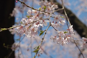 Hanami Party