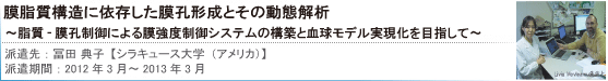 膜脂質構造に依存した膜孔形成とその動態解析[冨田典子【シラキュース大学（アメリカ）】]