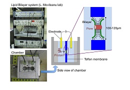 図1 平面脂質二重膜システム(PLBS)