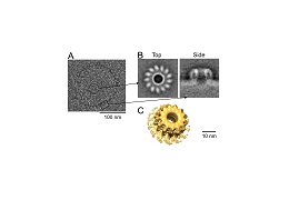 図4 (A)Ply膜孔のCryo電子顕微鏡像、(B) 膜孔top viewおよびside view の平均化画像、(C)平均化画像から構築した膜孔3次元構造